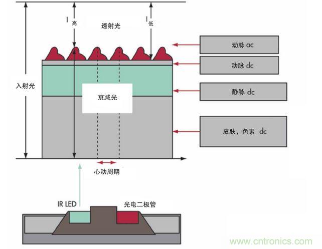 可以用發(fā)光二極管 （LED） 來照亮皮膚，然后測量反射到一個光電二極管的光量來監(jiān)測每個心動周期