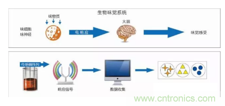 仿生傳感器的定義、原理、分類及應(yīng)用