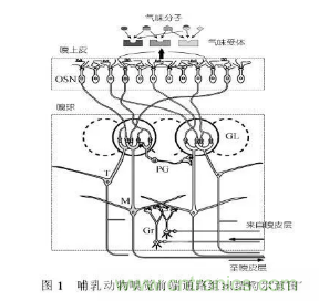 仿生傳感器的定義、原理、分類及應(yīng)用